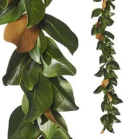 GD:4.5' Magnolia